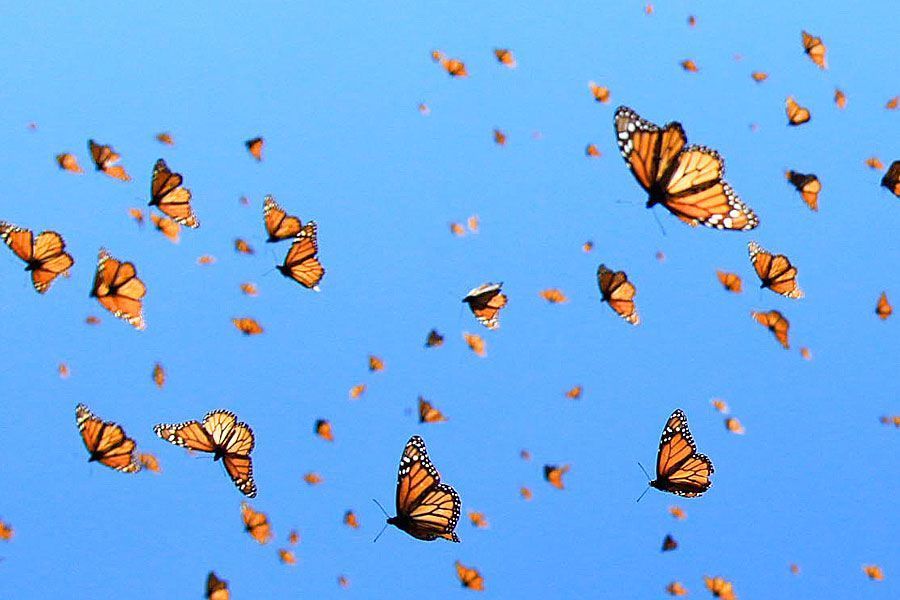 xbutterflykai OnlyFans profile picture