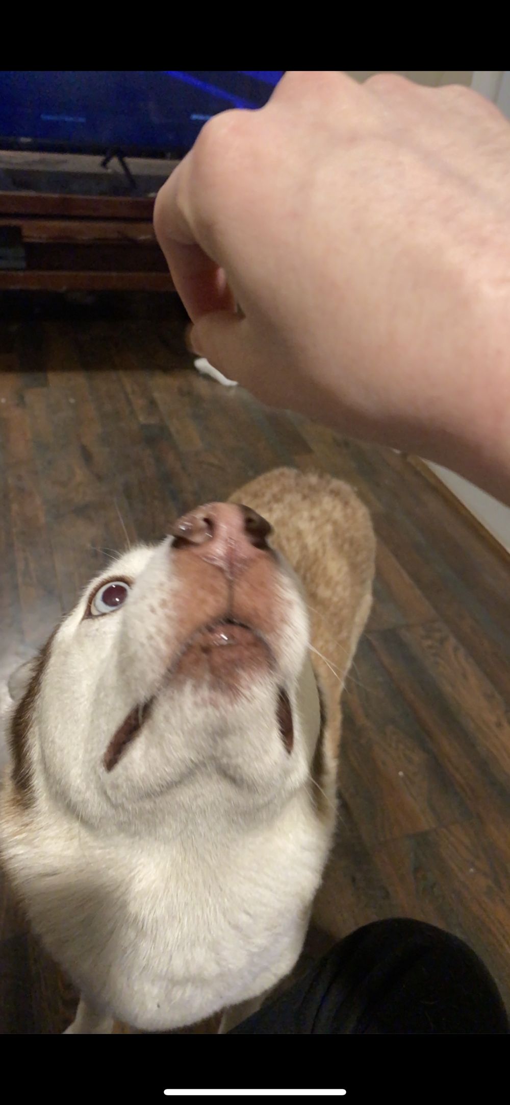 huskiefloof OnlyFans profile picture