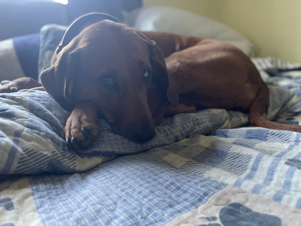 bearlyhank OnlyFans profile picture