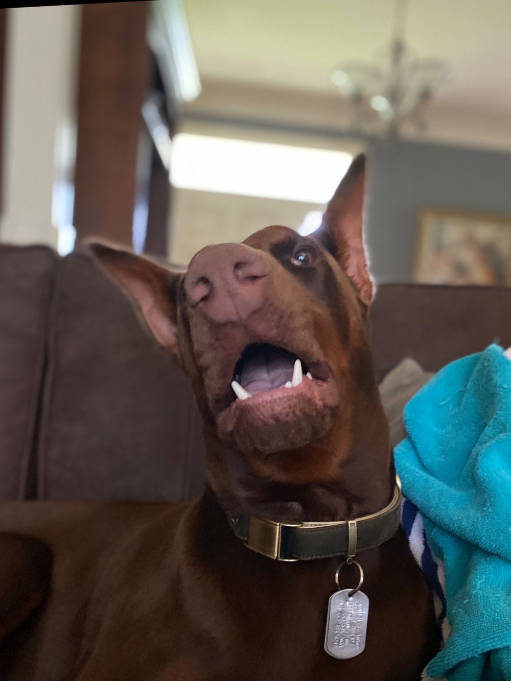 hannahsfurbabies OnlyFans profile picture