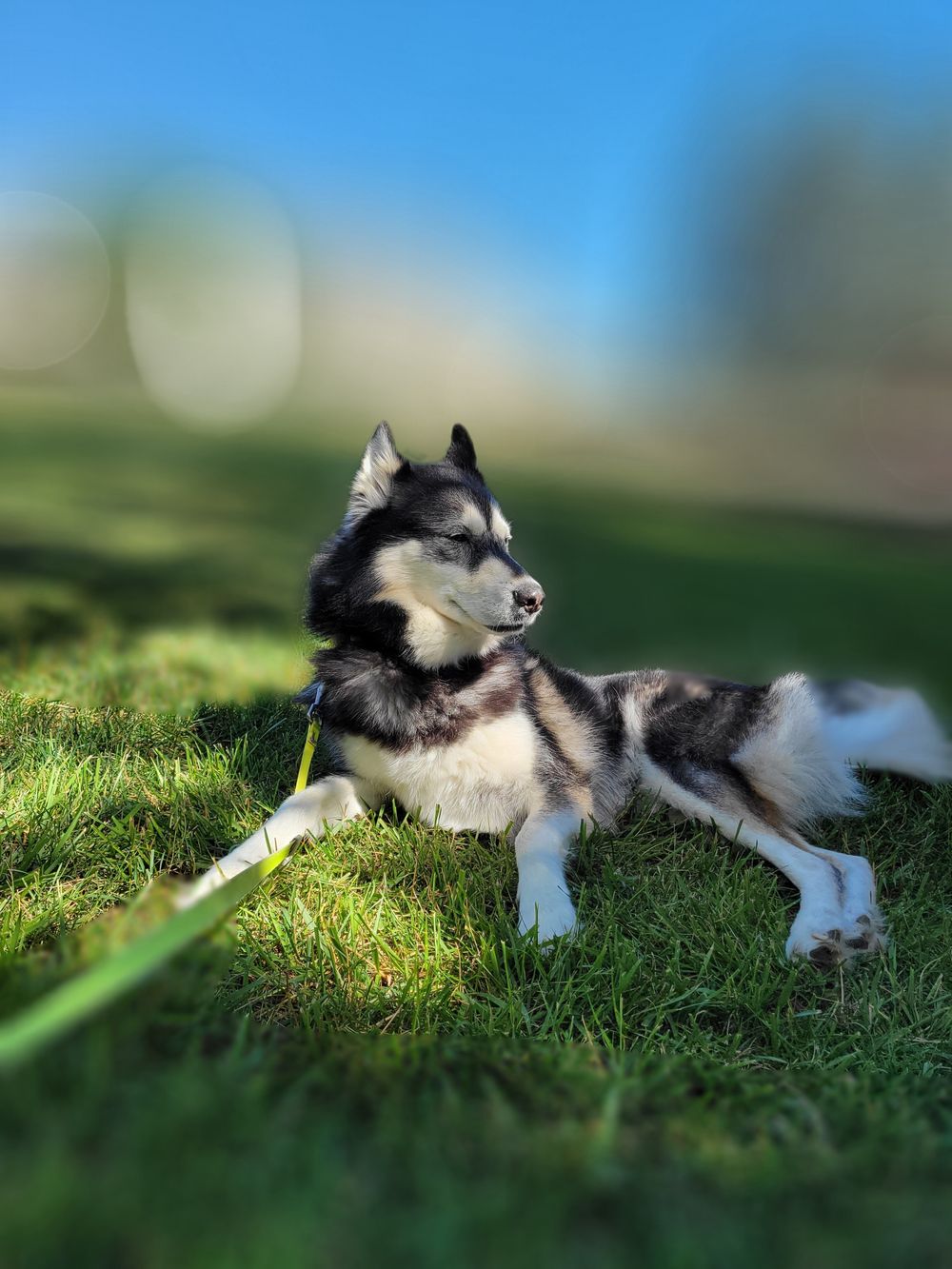 maverickthehusky OnlyFans profile picture