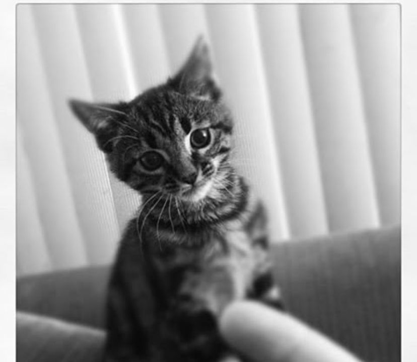 kittenwithclaws007 OnlyFans profile picture