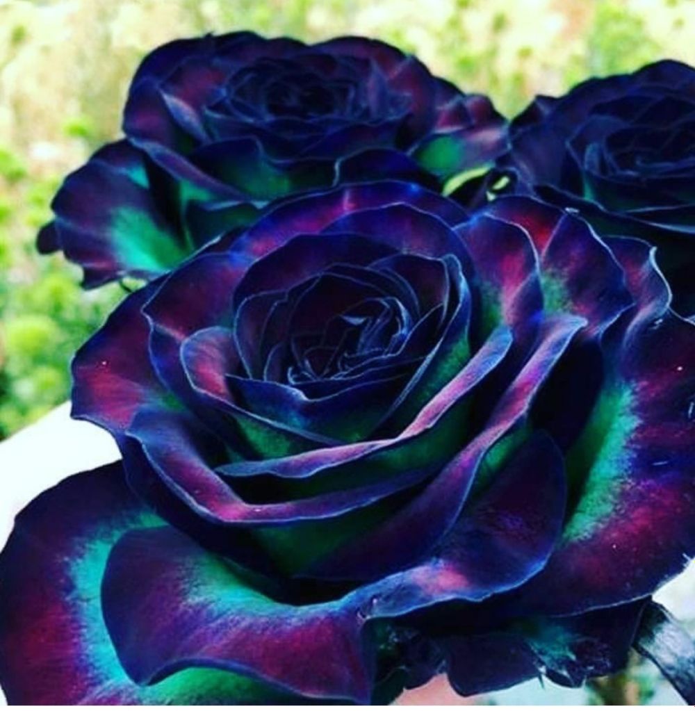 ladyrosepetals OnlyFans profile picture