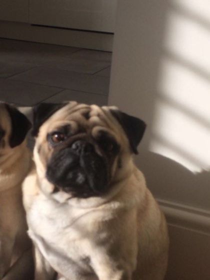 onlypugs1 OnlyFans picture
