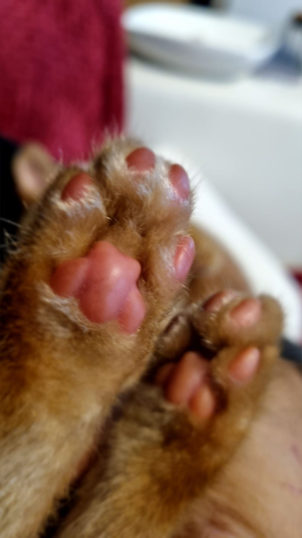 stubentiger2025 OnlyFans profile picture
