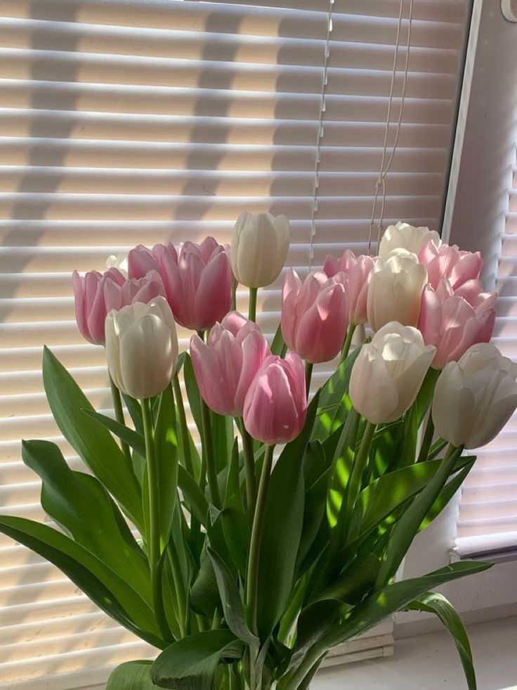 mtulipas OnlyFans profile picture