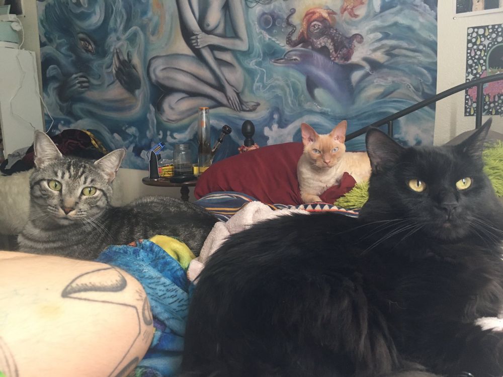 jiggycat-tribe OnlyFans profile picture