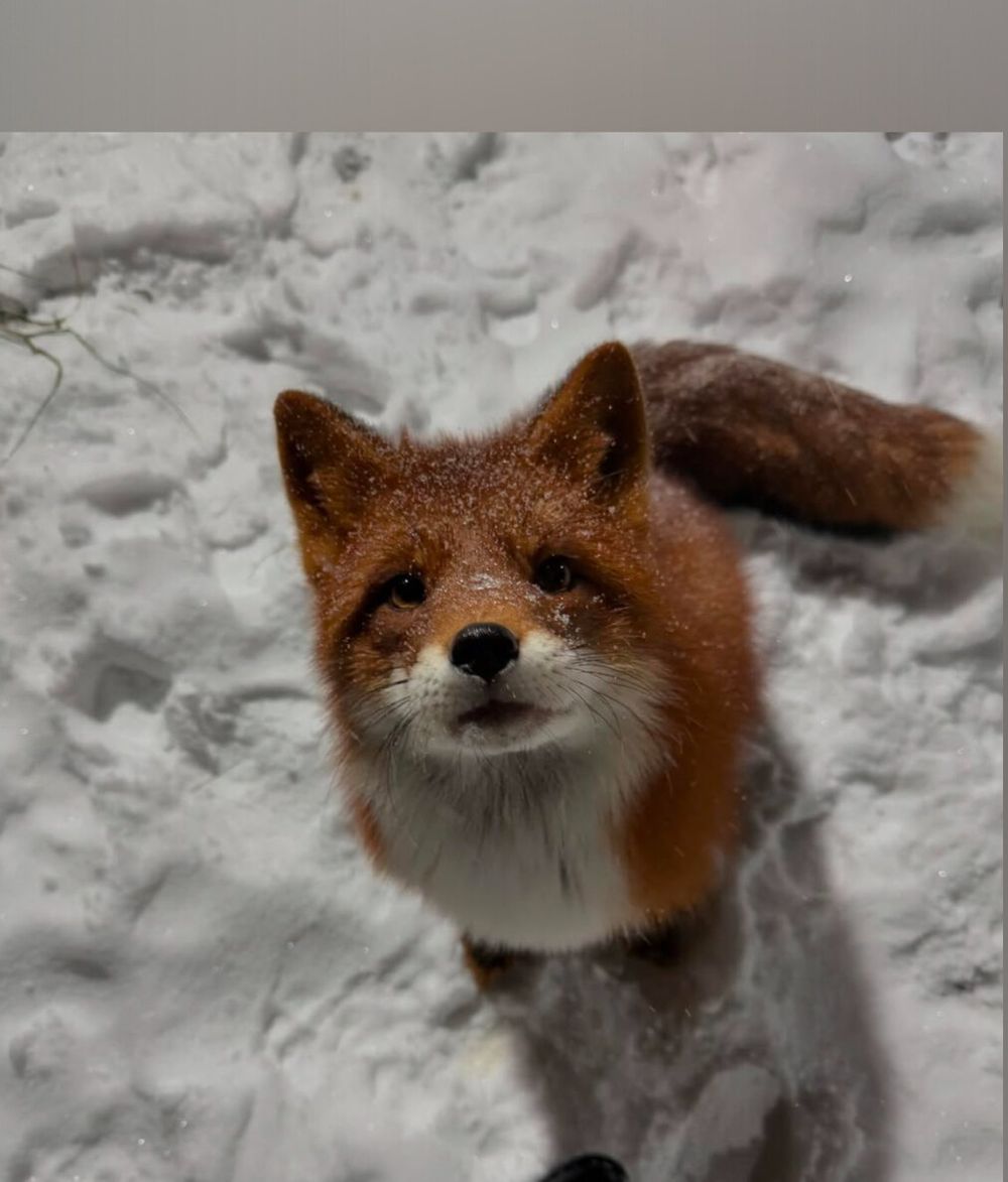 fauxfox OnlyFans profile picture