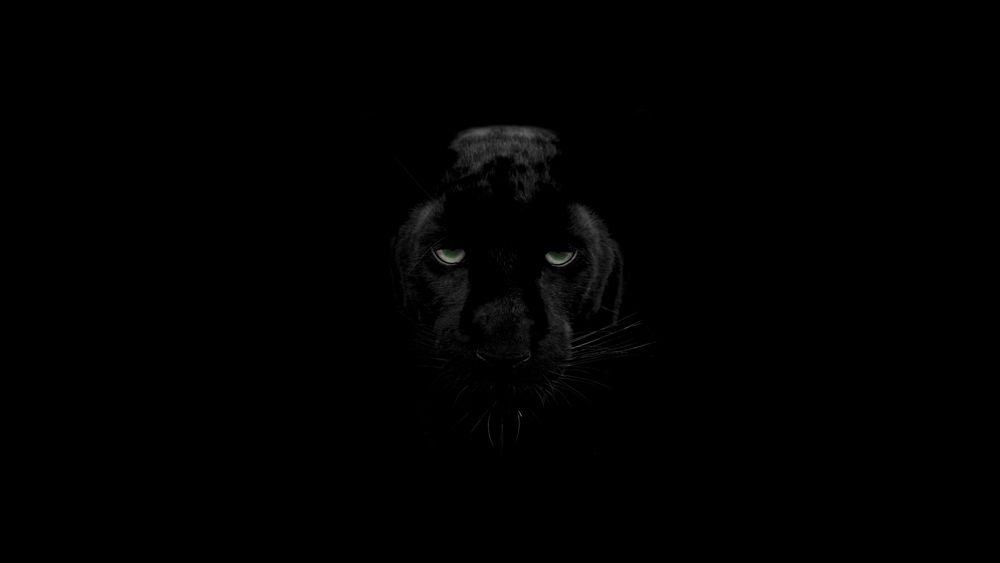 blackpanther4 OnlyFans profile picture