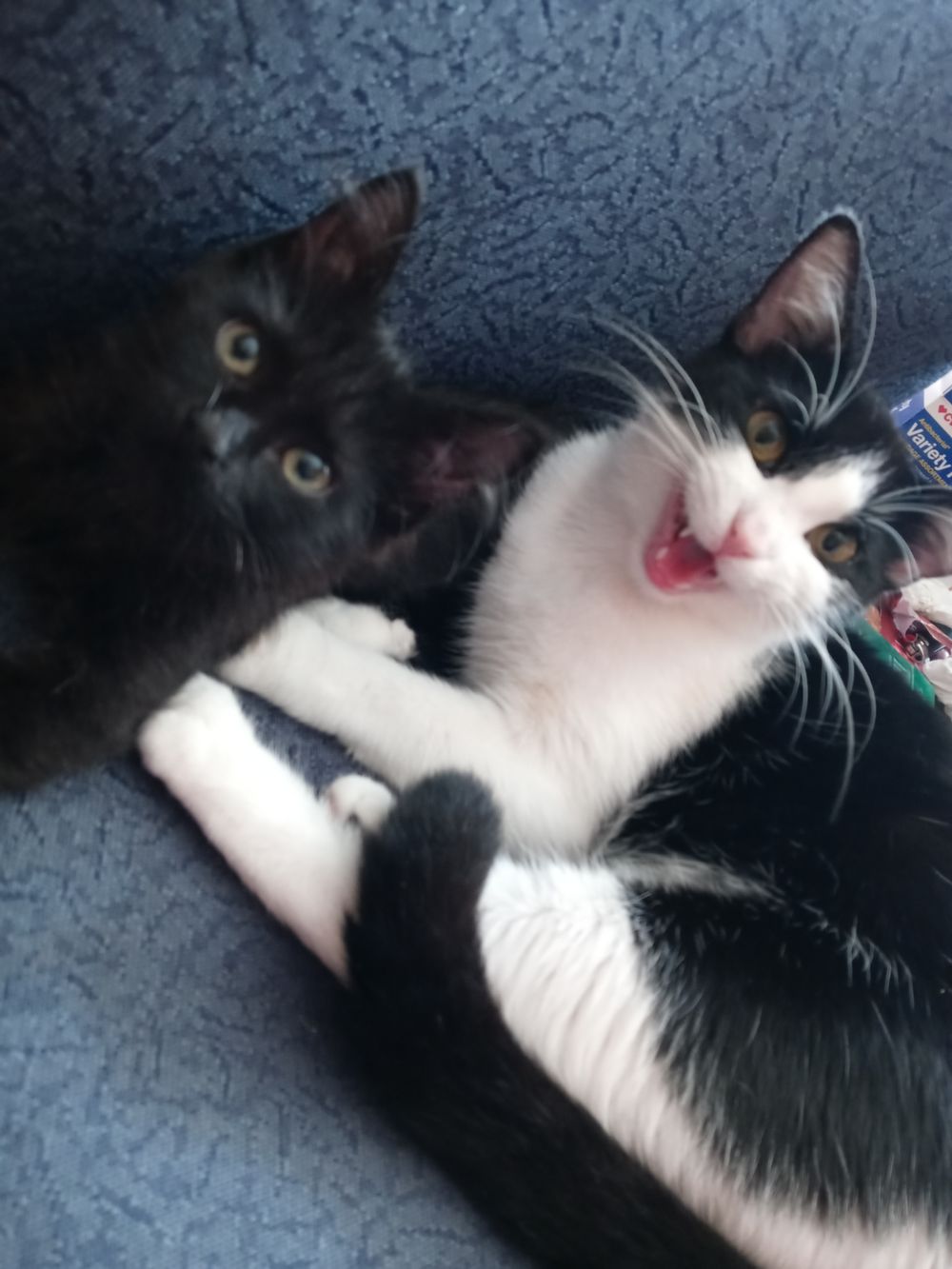 kittiesandtitties420 OnlyFans profile picture