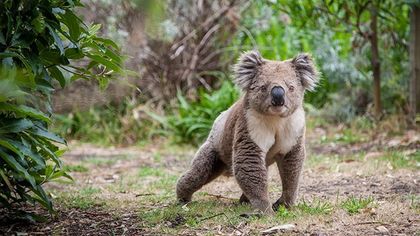 animalfacts OnlyFans picture