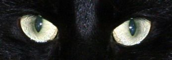 blackchubbybunny OnlyFans profile picture