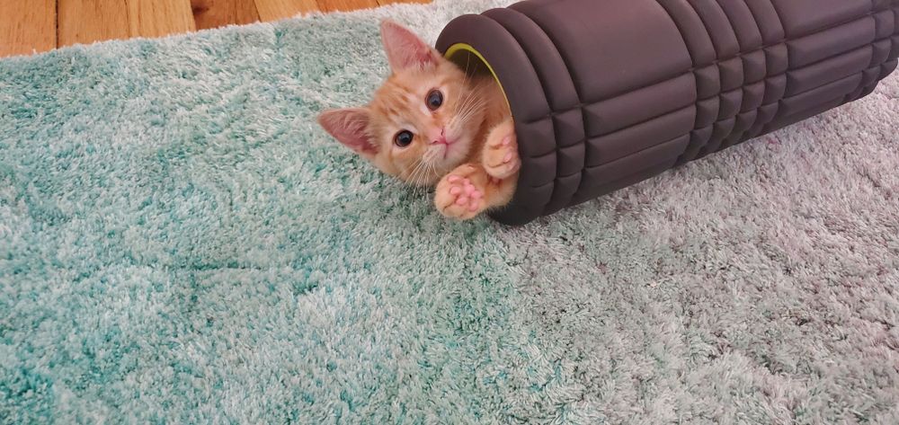 noirethecat OnlyFans profile picture