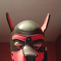 pup_bud OnlyFans picture