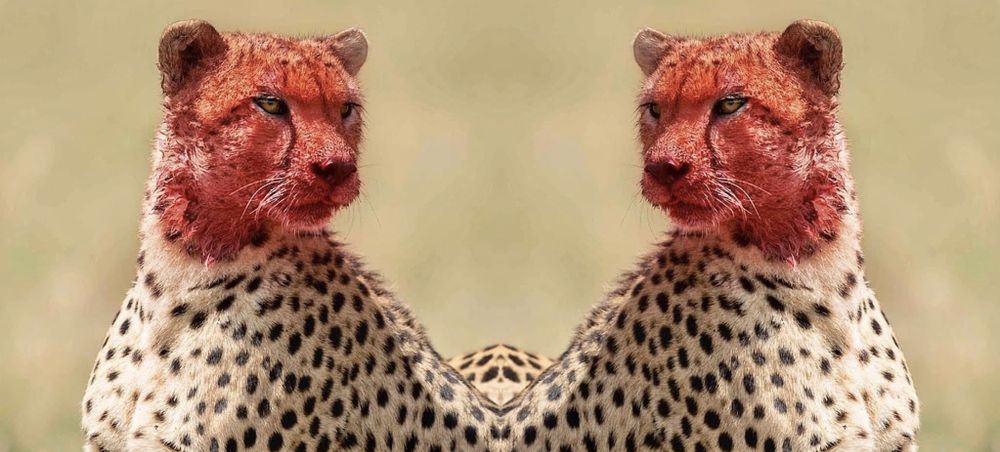 tattedcheetah OnlyFans profile picture