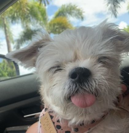 gracethegoodpup OnlyFans picture