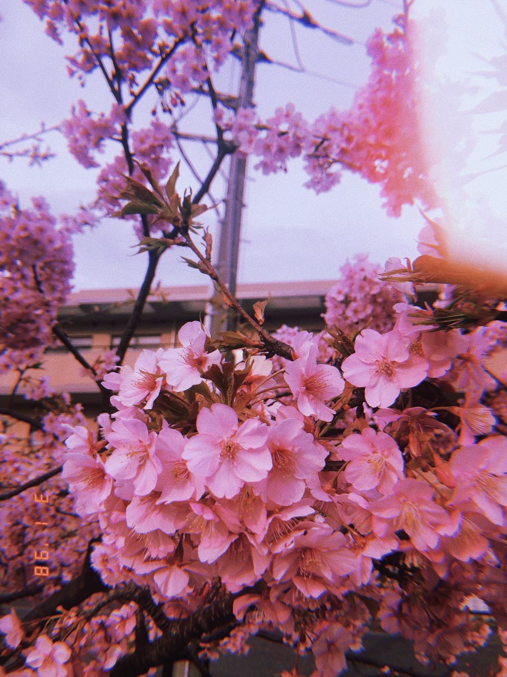 mimineko_free OnlyFans profile picture