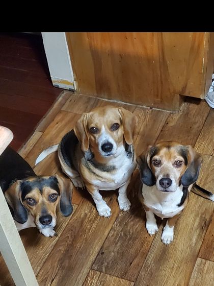 beagletrio OnlyFans picture