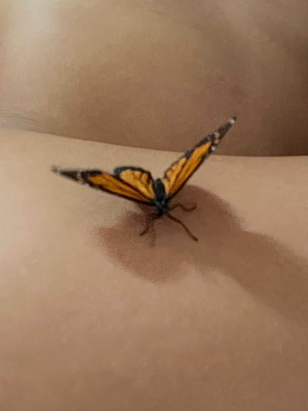 butterflydaddy OnlyFans profile picture