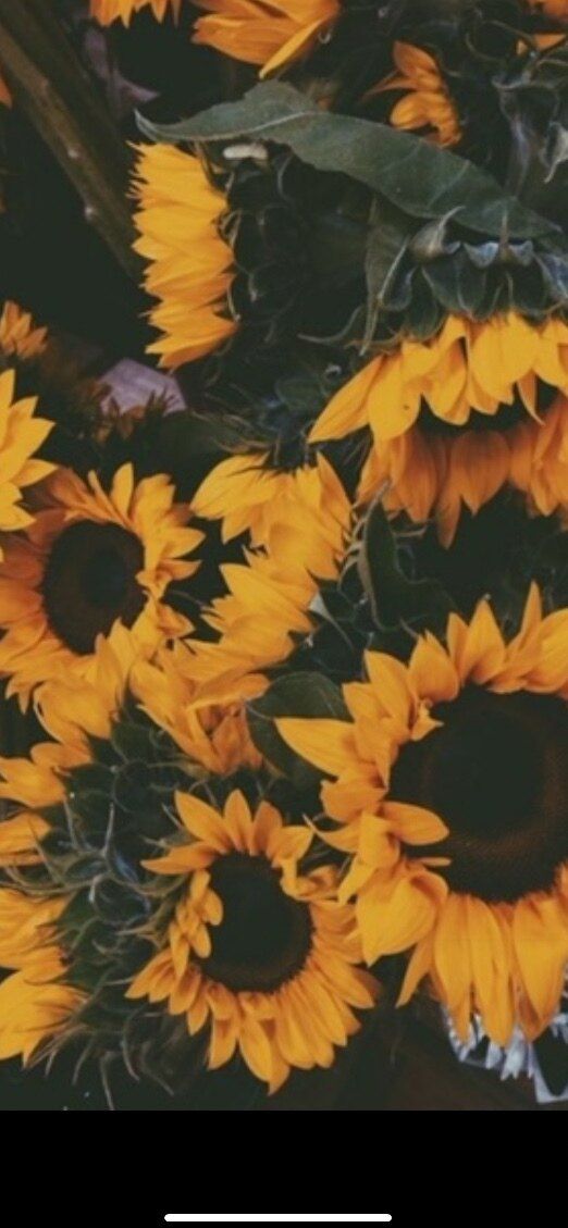 sunflower6802 OnlyFans profile picture