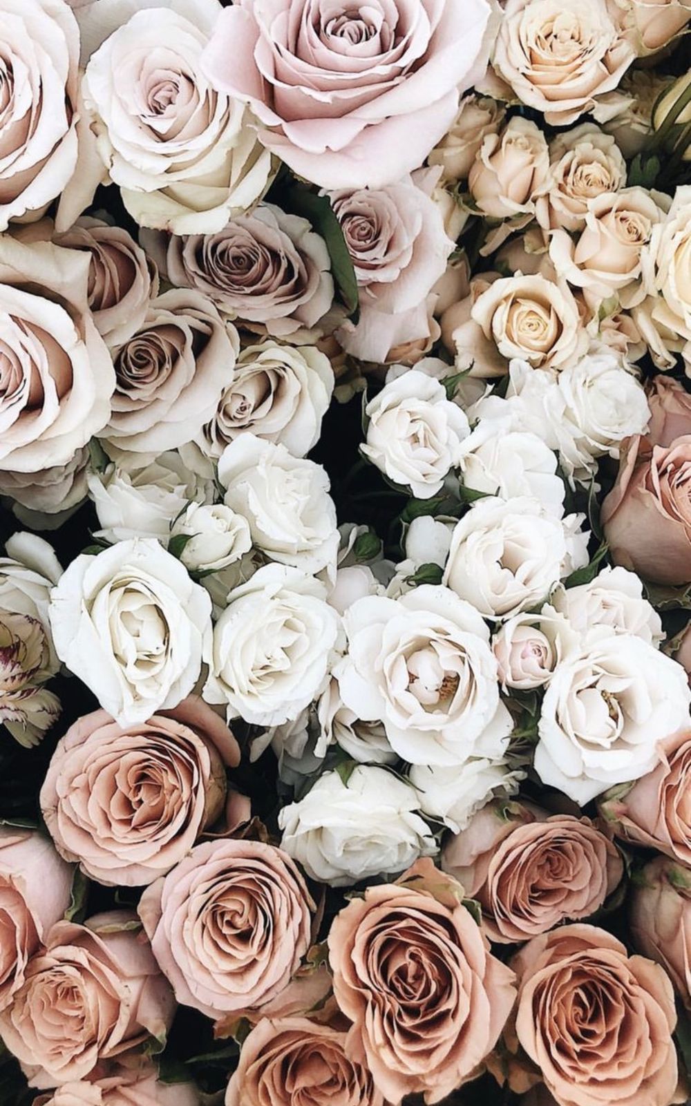 avaraee OnlyFans profile picture