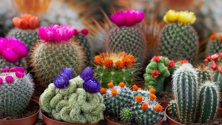 littlecactus OnlyFans profile picture