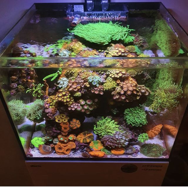 willyh_reeftank OnlyFans profile picture