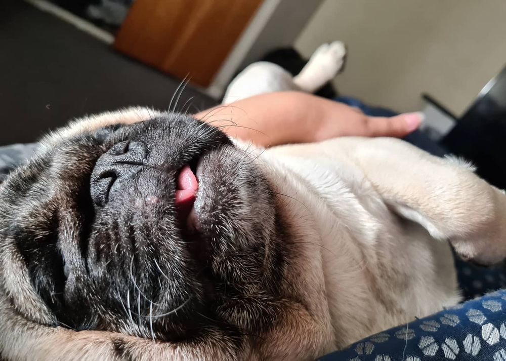 bunuelobb OnlyFans profile picture