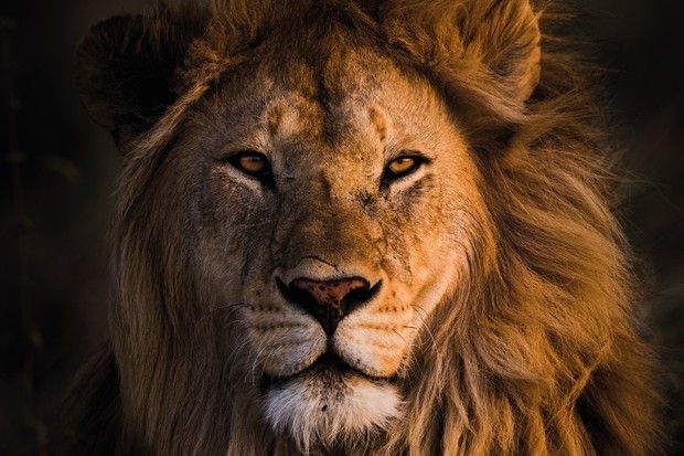 sexytattedlion OnlyFans profile picture