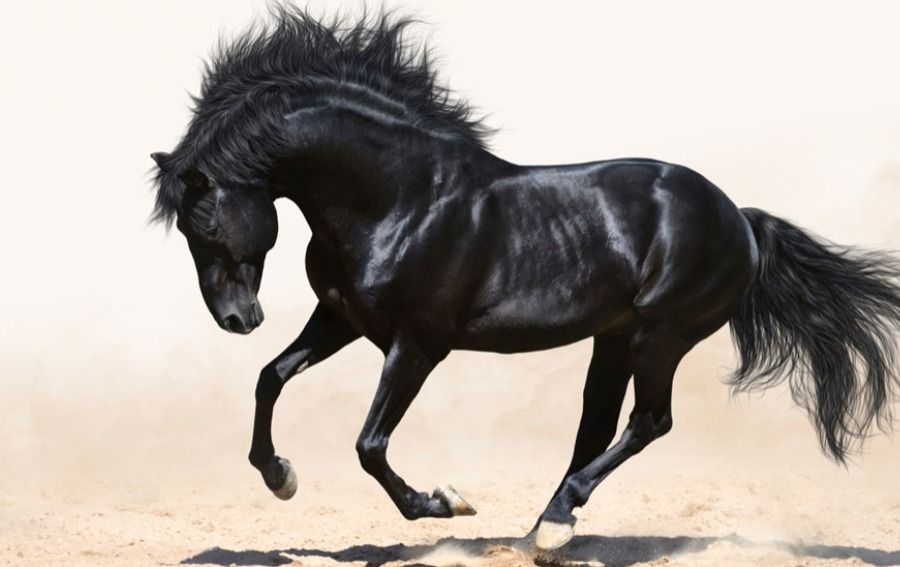 ajaxstallion OnlyFans profile picture