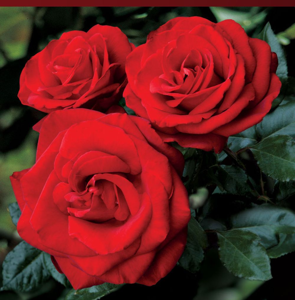 empressmystikrose OnlyFans profile picture