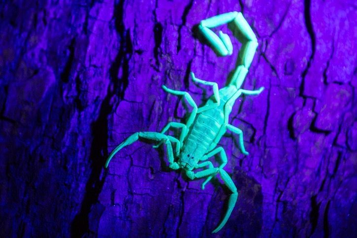 scorpio9494 OnlyFans profile picture