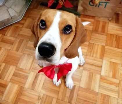 pipasthebeagle OnlyFans picture