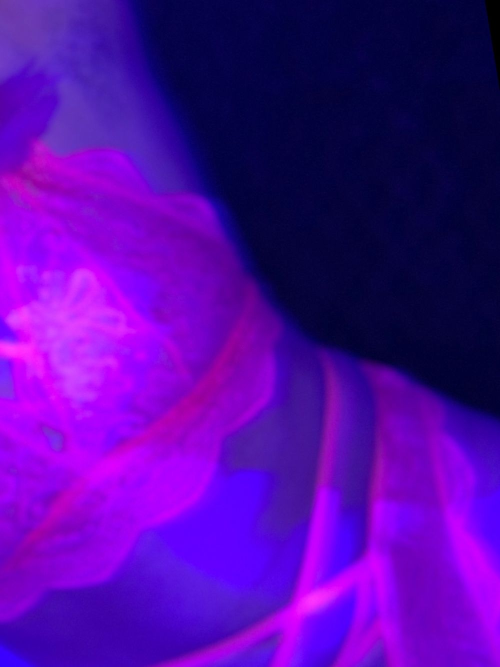lola_hush OnlyFans profile picture