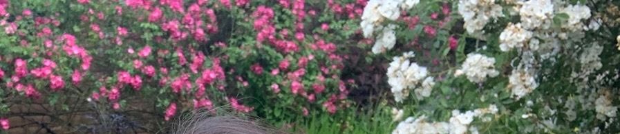 the_garden_of_evie OnlyFans profile picture