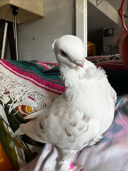 pudgethepidge OnlyFans picture