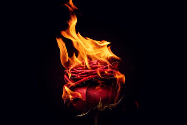 roseoffire OnlyFans profile picture