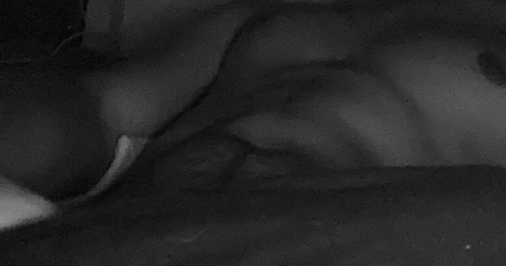 guccinito OnlyFans profile picture