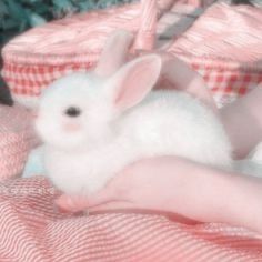 bunnilex OnlyFans profile picture
