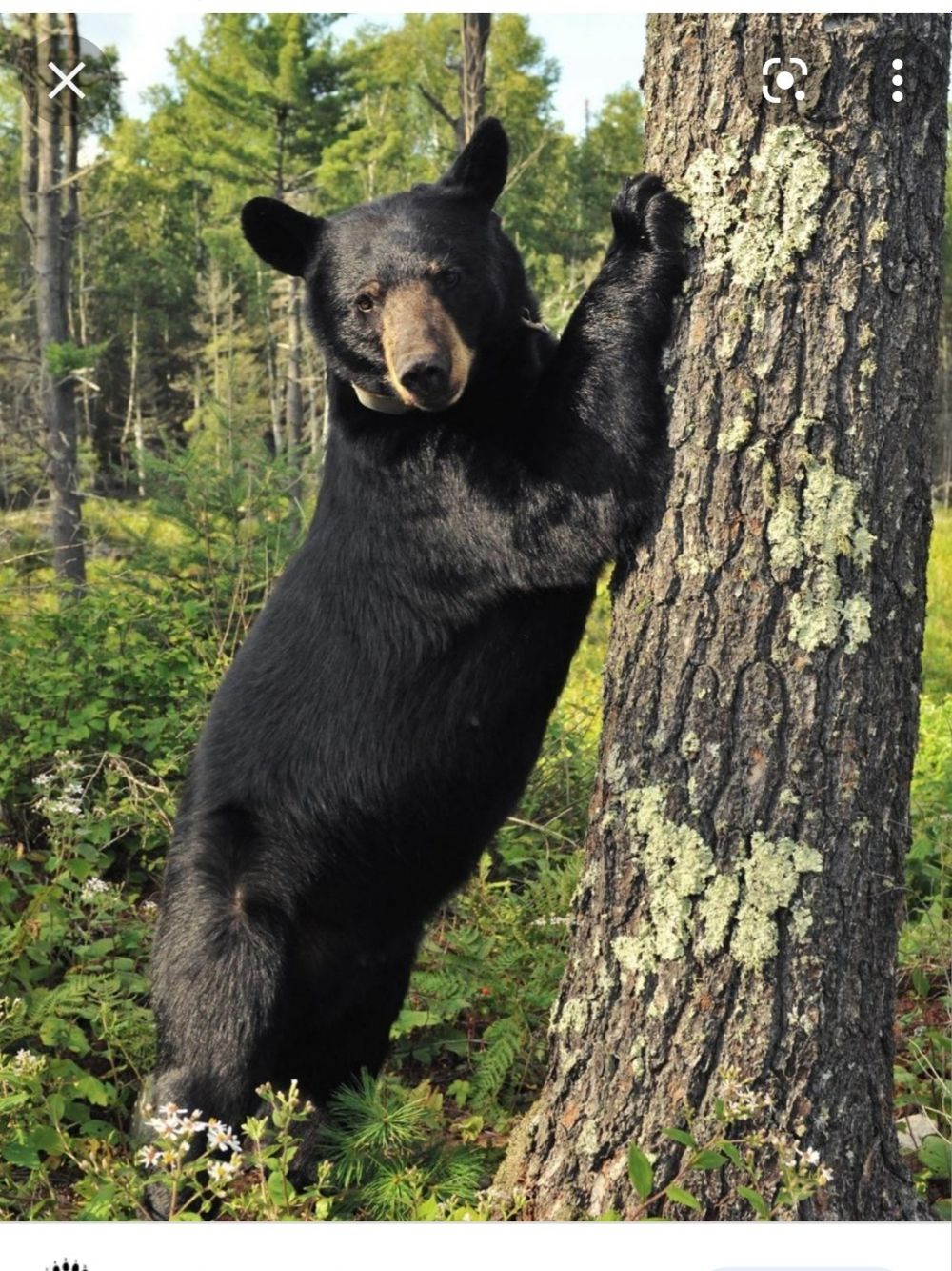 onlybear01 OnlyFans profile picture