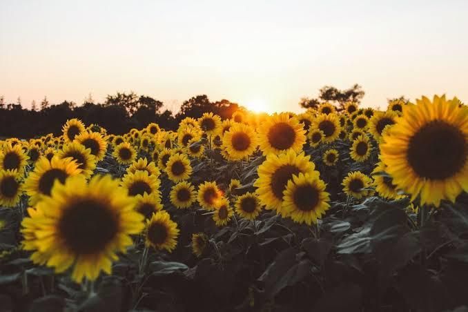 sunflowerygirl OnlyFans profile picture