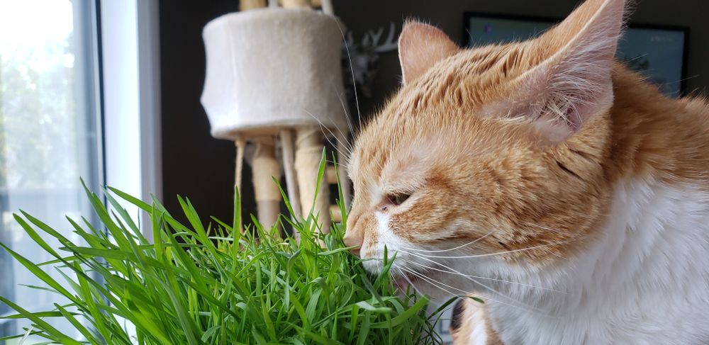justkitties OnlyFans profile picture
