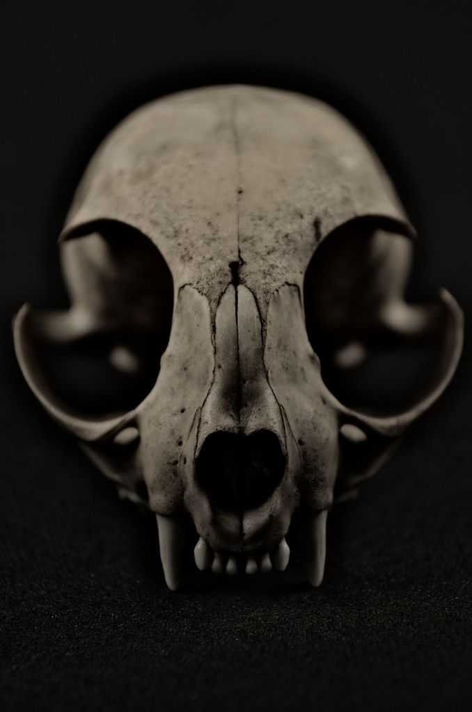 itsmermi OnlyFans profile picture