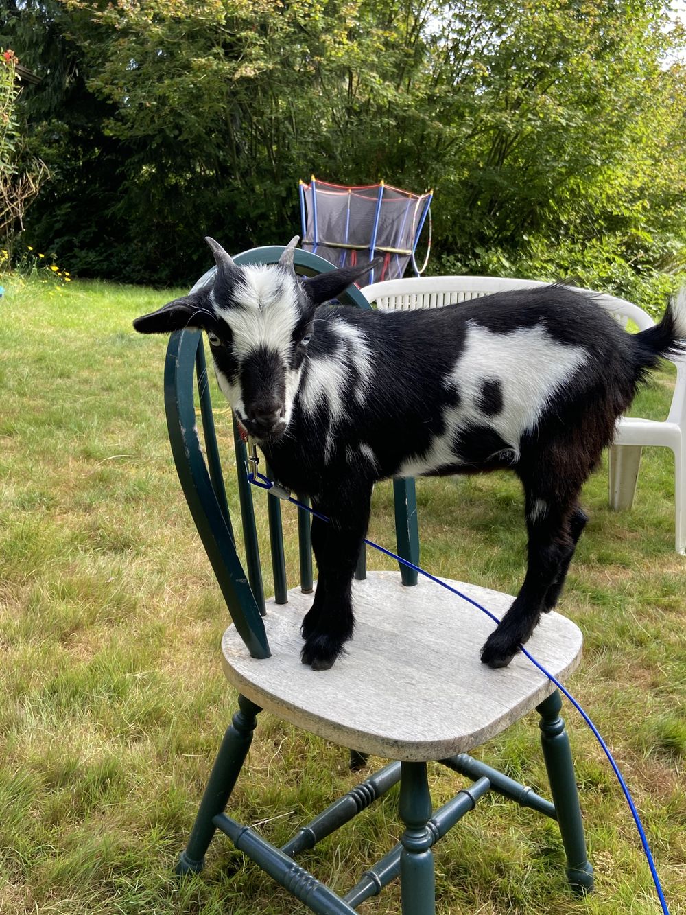 taytaygoat OnlyFans profile picture
