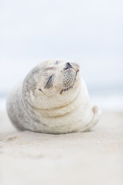 cutebabyseal OnlyFans picture