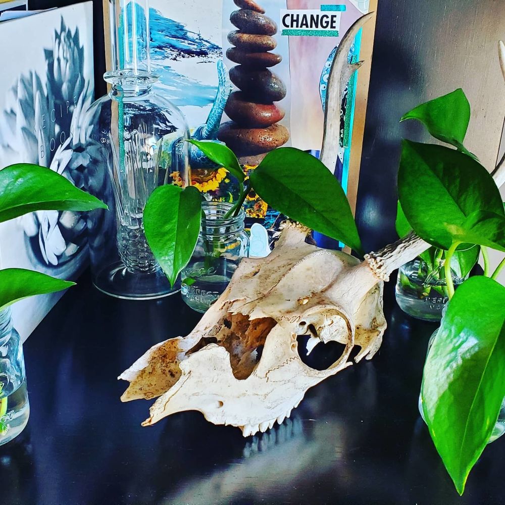 pothos_and_penis OnlyFans profile picture