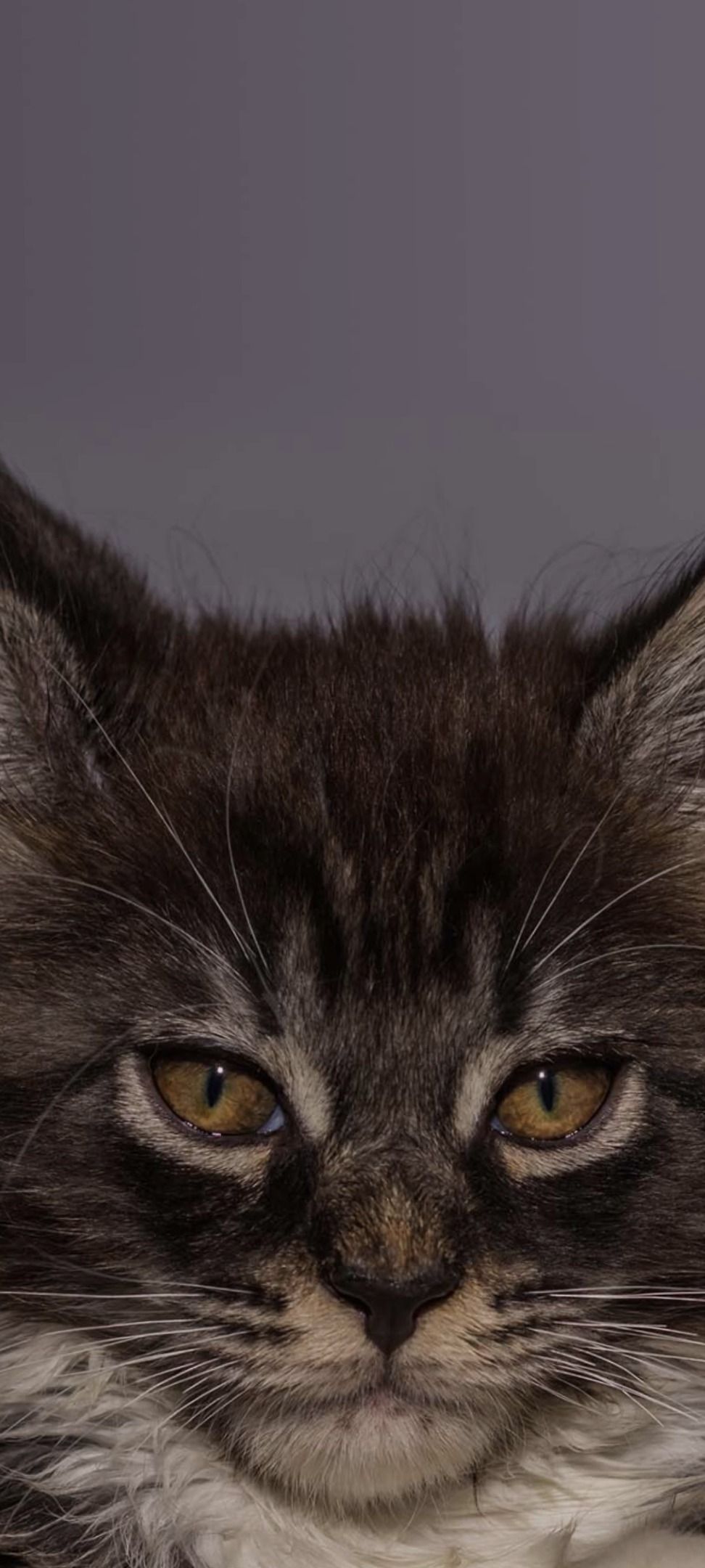 silverfoxjenkins OnlyFans profile picture