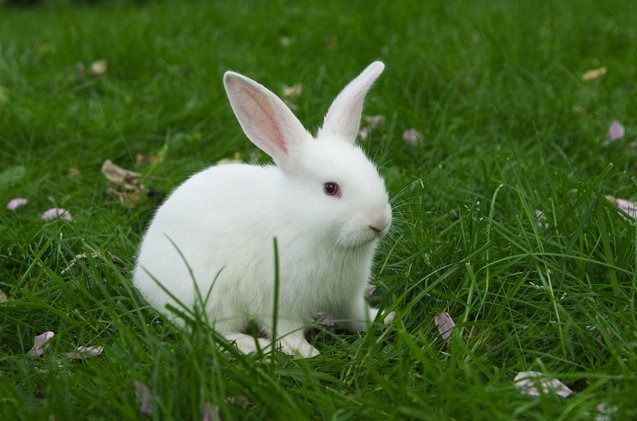 kinkybunbunn OnlyFans profile picture