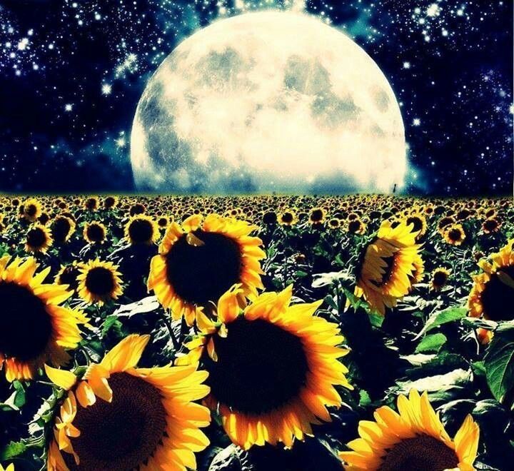 sunflowerqueen6 OnlyFans profile picture