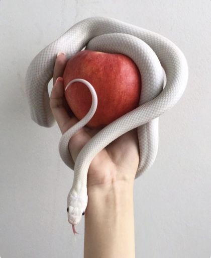thesnakes OnlyFans picture
